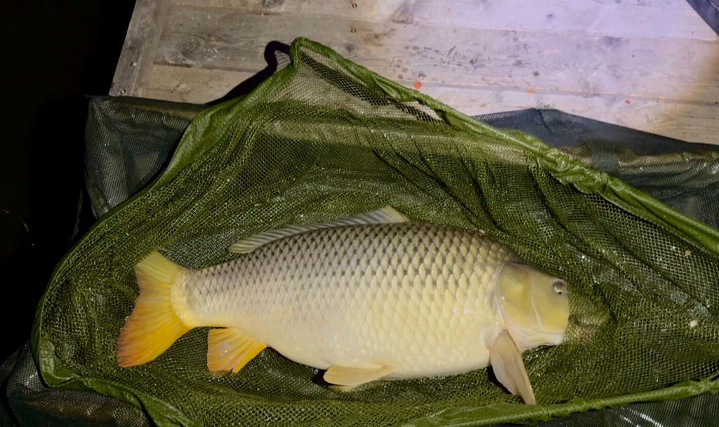 Tisza Baits bojlik a Sopron Kistómalom tavon