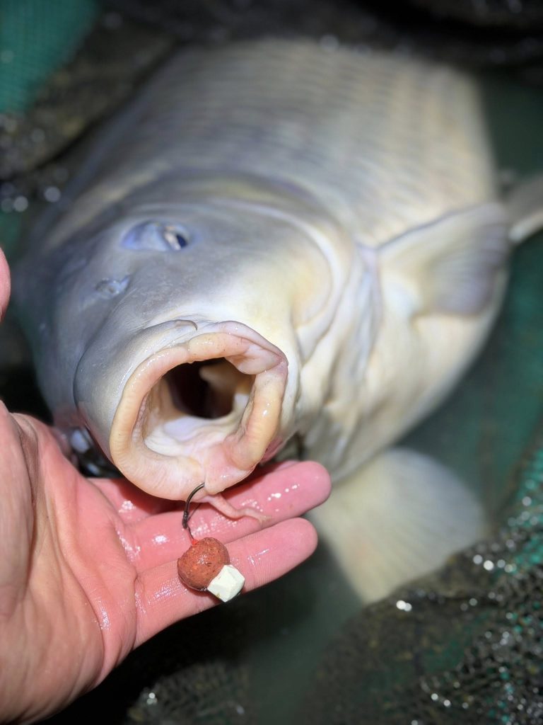 16 mm-es bojli – Elképesztő eredmények kis csalival | Tisza Baits