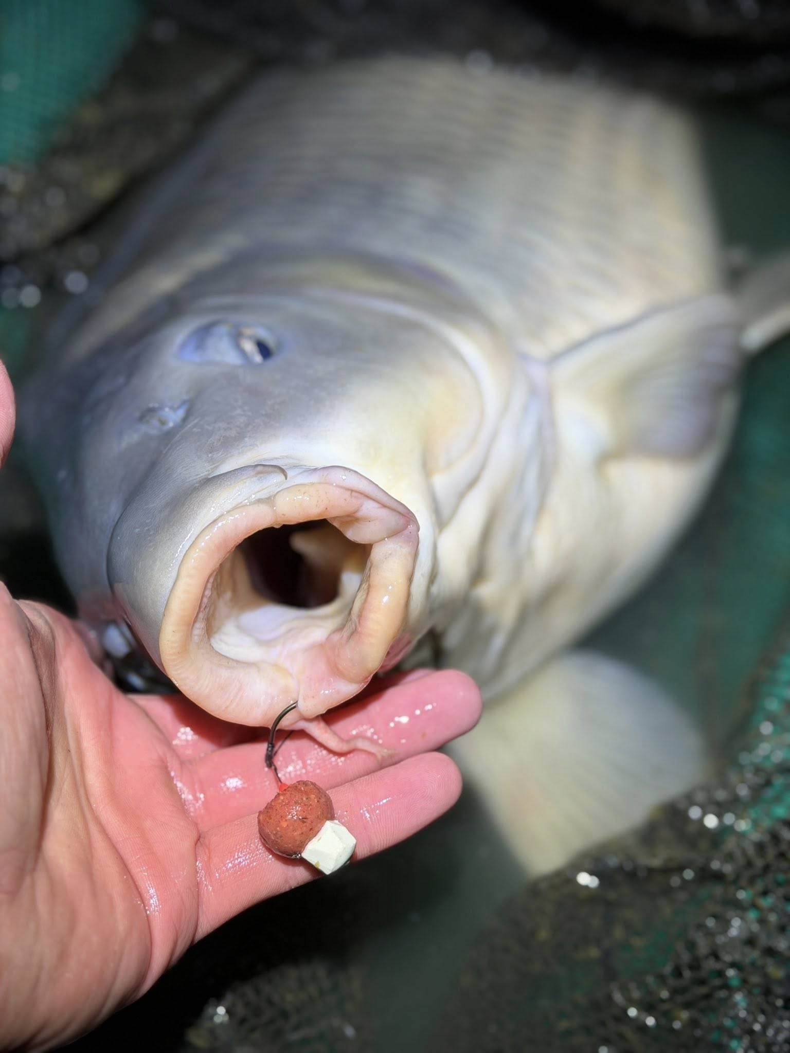 16 mm-es bojli – Elképesztő eredmények kis csalival | Tisza Baits