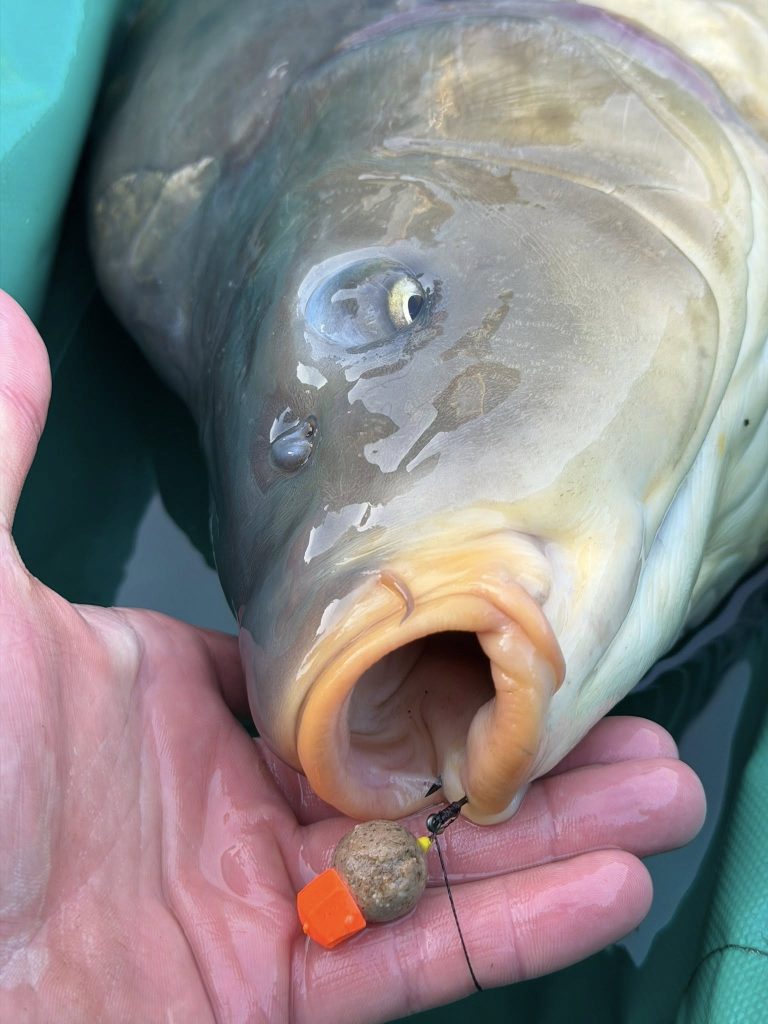 16 mm Magic Krill bojli + Magic Krill popup

